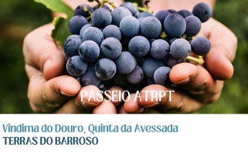 Viagem Vindima do Douro – “Quinta da Avessada”